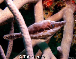This little guy was found hiding among the coral, on the ... by Toby Lynch 